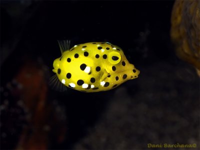 Yellow cubefish - Juvenile
