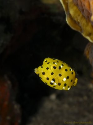 Yellow cubefish - Juvenile
