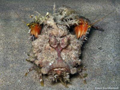 Two-stick stingfish