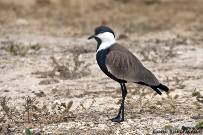 Spur-winged Lapwing