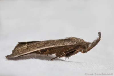 Moth- stack (4 Images)