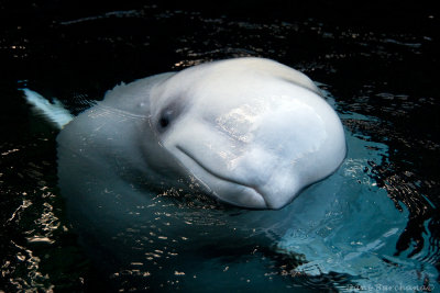 In the Aquarium - Beluga