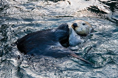 In the Aquarium - Sea Otter