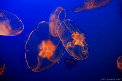In the Aquarium - Jelly Fish