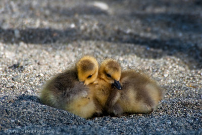 Canada Goose