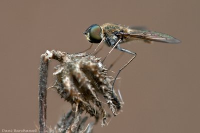 Bombylus  Fly