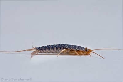 Silverfish (focus stack 9 images)
