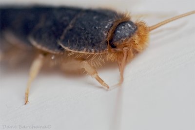 Silverfish (focus stack 6 images)