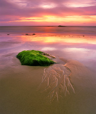 Seaweed Covered Rock