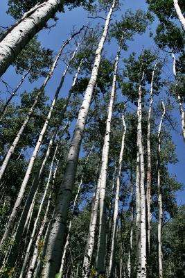 Aspens and Blue Sky