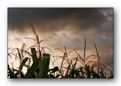 2140 Corn-Sky.jpg