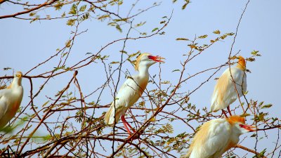birds