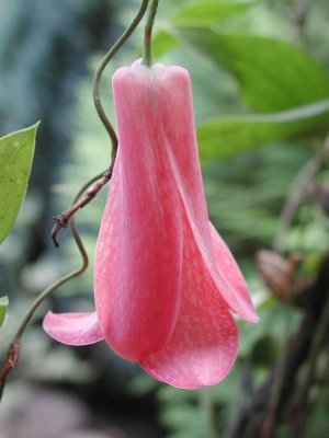 Copihue (Chilean National Flower)