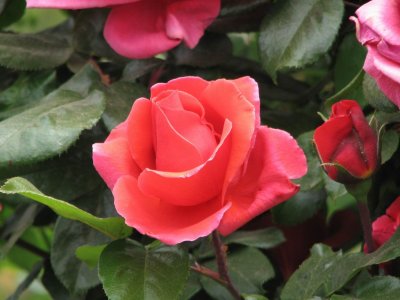 IMG_3447.JPG