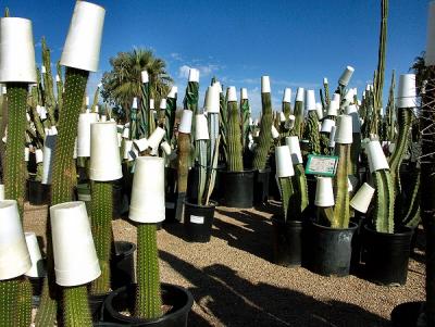Styrofoam cactus.jpg