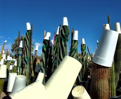 Styrofoam cactus2.jpg