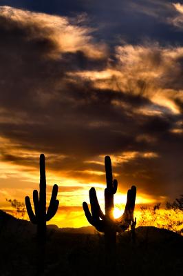 Az cactus sunset.jpg
