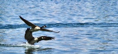 Twin Geese landing.jpg
