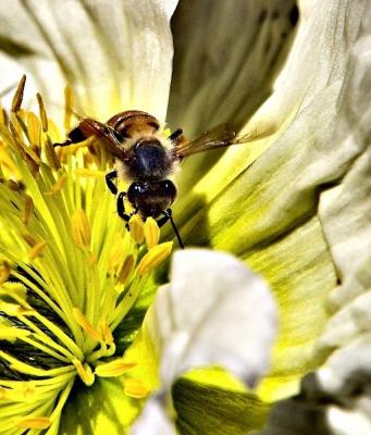Vert Bee.jpg
