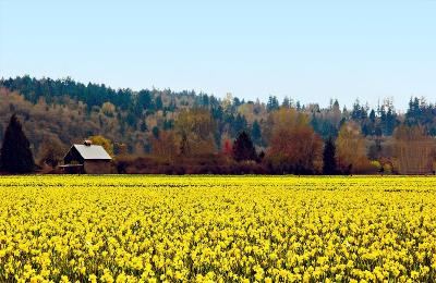 Daffodil field.jpg