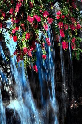 bottlebrush waterfall.jpg