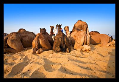 Camel Butts