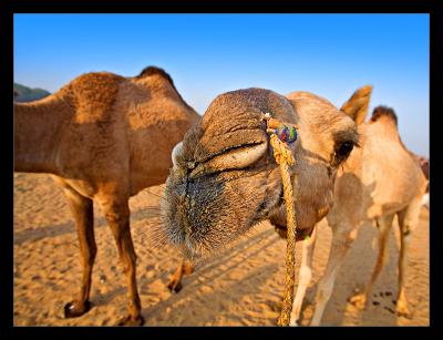 Camel Up Close