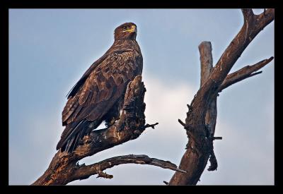 Steppe Eagle 1