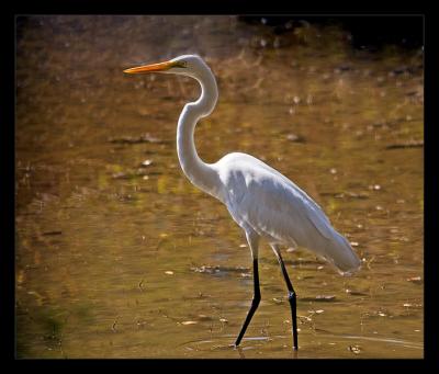 Great Egret 1