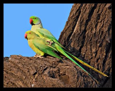 Rose Ringed Parakeets Mating