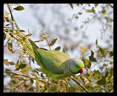 Parakeet Feeding