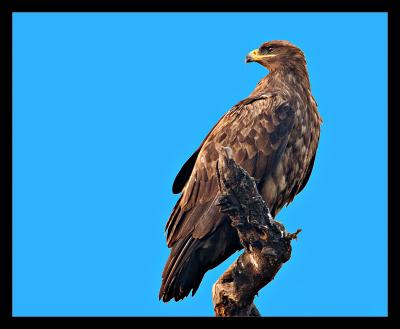 Steppe Eagle 2