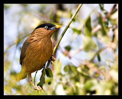 Brahminy Myna