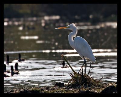 Great Egret Backlit