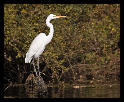 Egret Balancing Act