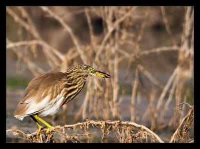 Pond Heron Fishing