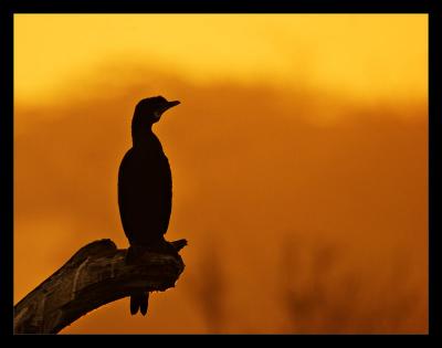 Cormorant Silhouette