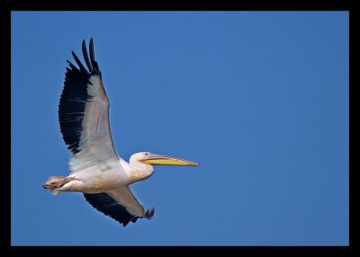 Flying Pelican Feb 06