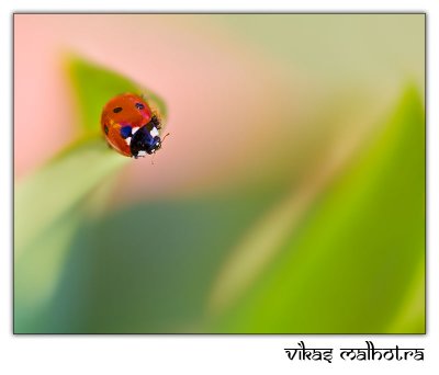Ladybird 03
