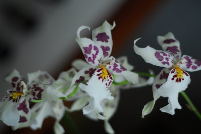 Ballara Orchid - Pacific Pastel Massive