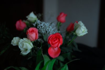 Valentine Day Roses