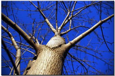 g3/17/33417/3/57794422.3tree.jpg