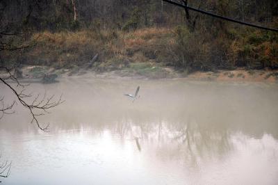 Heron over Muddy Water.