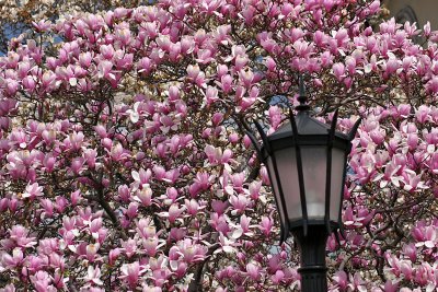 Sakura Matsuri Cherry Blossom Festival at  Brooklyn Botanic Garden