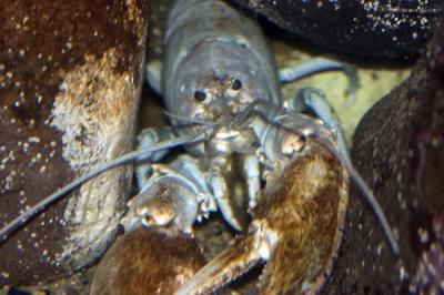 New England Aquarium,Boston