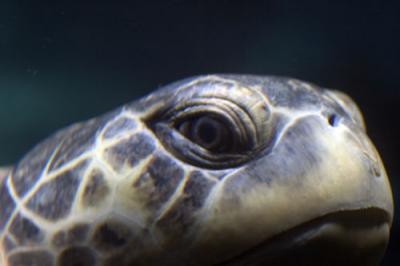 New England Aquarium,Boston
