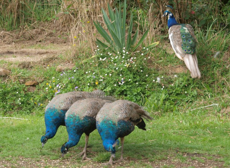 Feeding time for peacocks