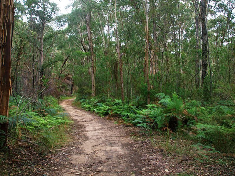 Blue Gum Swamp track