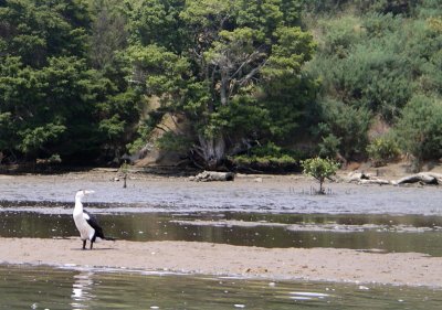 Observer on a mud bank