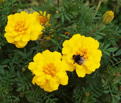 Small marigolds, large visitor